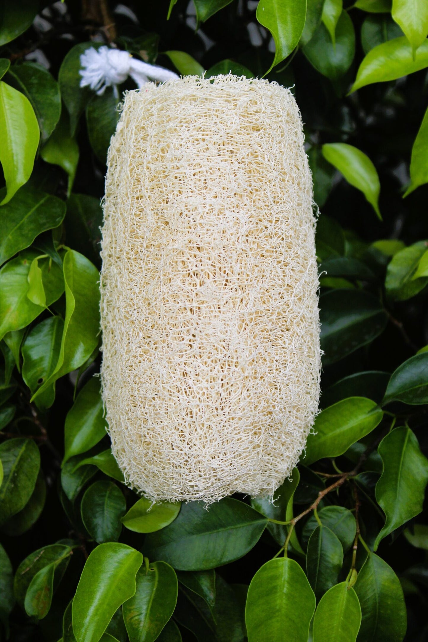 Dinya loofah cylinder shape