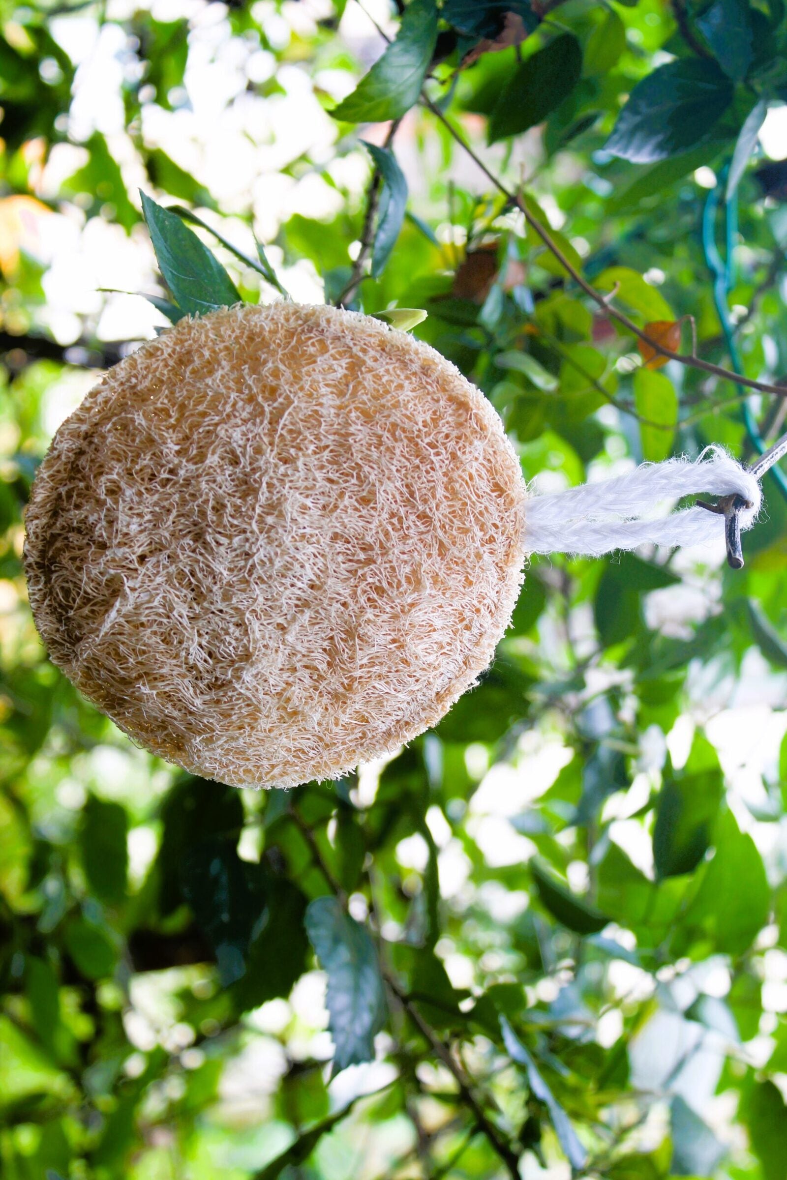 Dinya round shape loofah