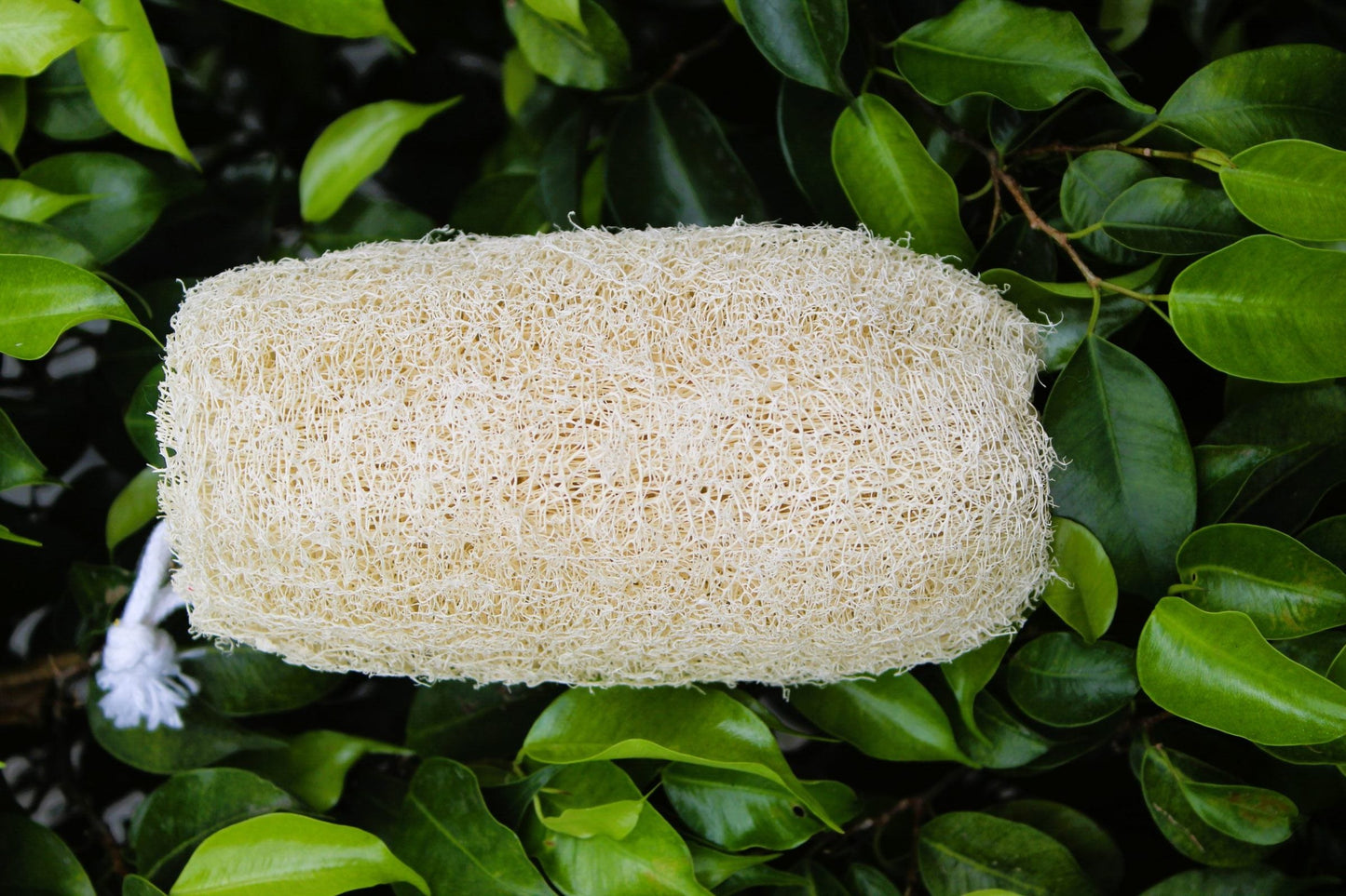 Dinya loofah cylinder shape