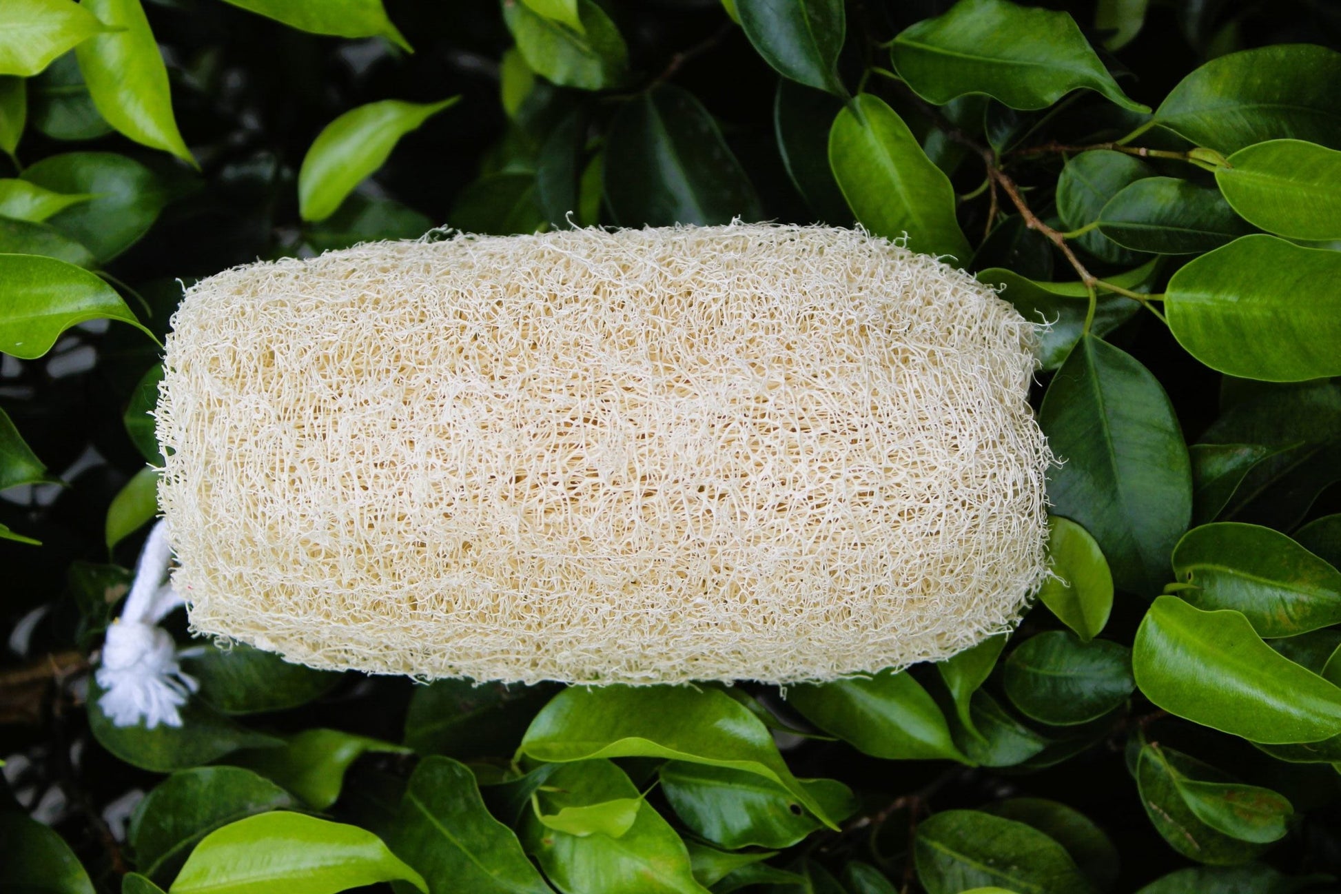 Dinya loofah cylinder shape