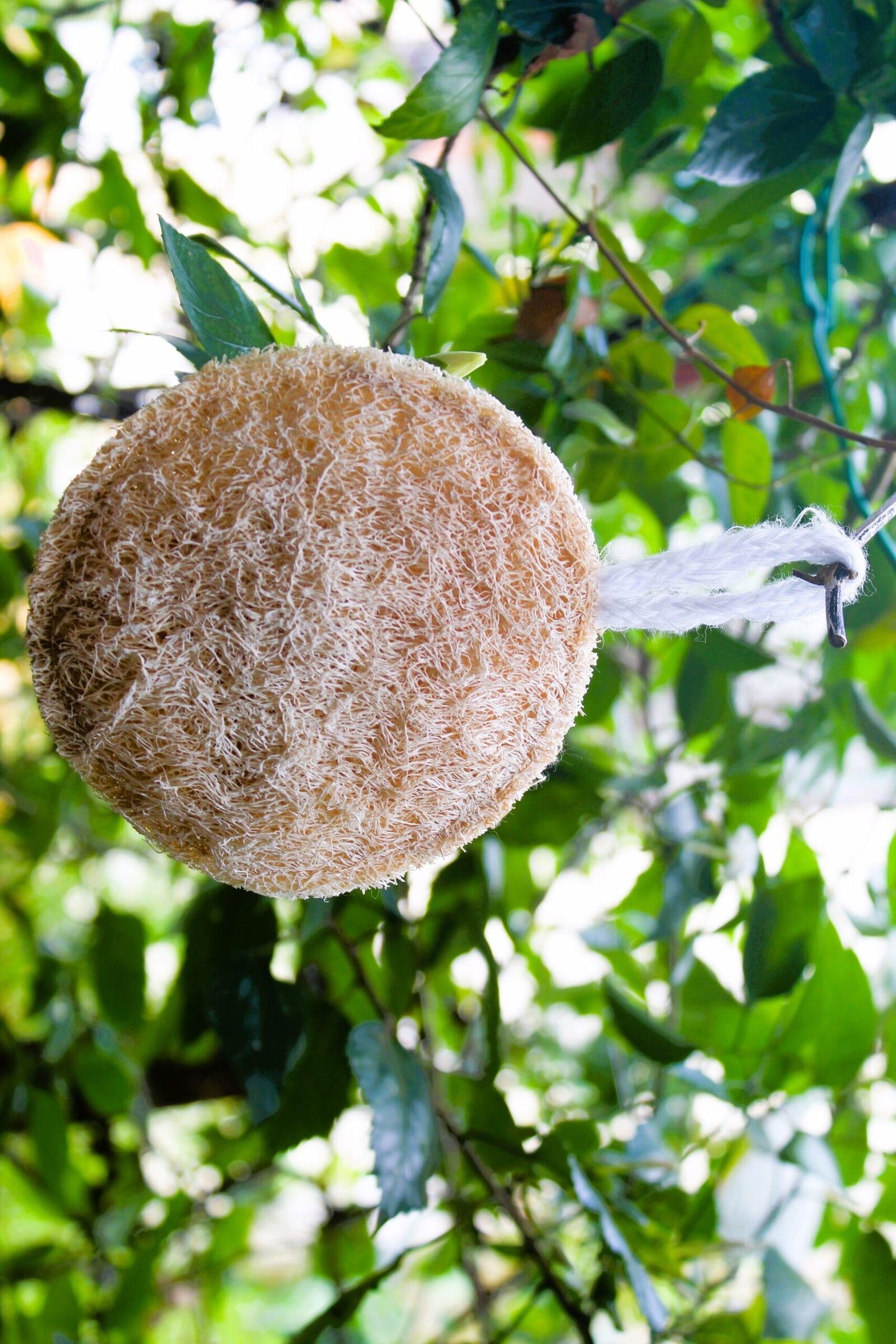 Dinya round shape loofah Online