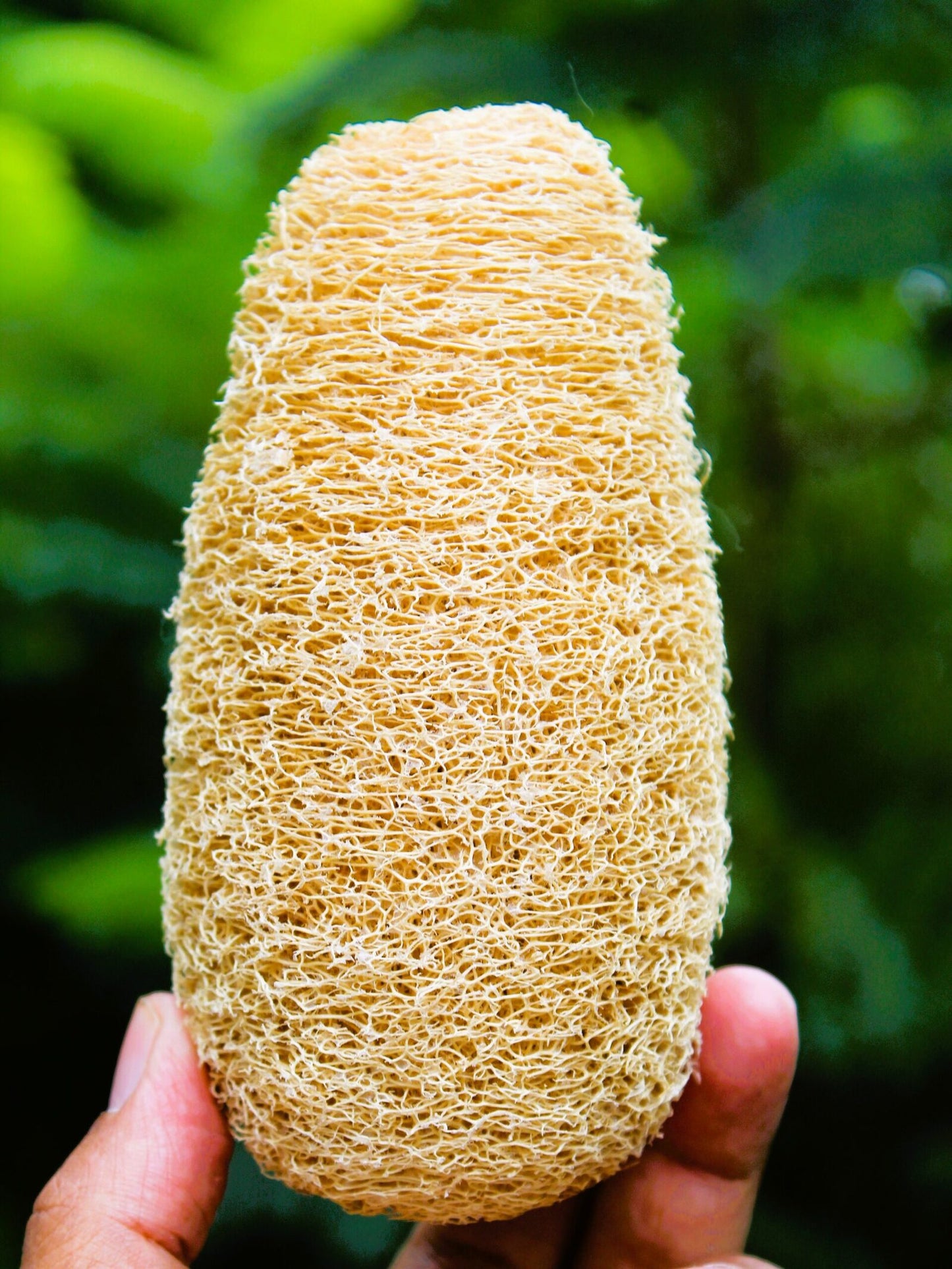 oval shape Skin Natural loofah
